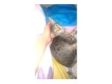 Anneni dogum yapti evde 6 kedi var cok uslu tuvalet egitimi var cok sevecen kendini sevdirir sicak yuva ariyo - 3
