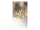 Anneni dogum yapti evde 6 kedi var cok uslu tuvalet egitimi var cok sevecen kendini sevdirir sicak yuva ariyo - 4