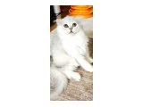 Muhteşem kalitede de erkek yavrumuz. Irk ve sağlık garantili. - British Longhair