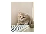 Dünya tatlısı oğlumuz yeni evini arıyor :) - British Shorthair