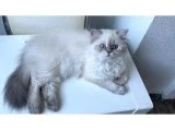 British longhair baldan tatlı - 3