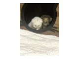 British longhair baldan tatlı - 2