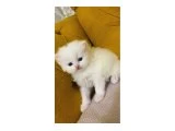 British longhair baldan tatlı