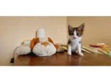 3 haftalık bebek kedi - Tekir Kedi - İzmir