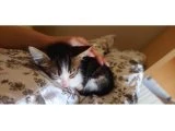 3 haftalık bebek kedi - 3
