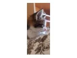 3 haftalık bebek kedi - 2