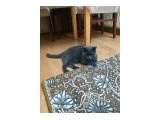 Ücretsiz sahiplendirme - British Shorthair