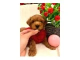 TATLI MALTİPOLAR - Maltipoo