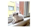 Scotish fold blue point 2 dişi yavru ve 2 yaşında annesi - Scottish Fold