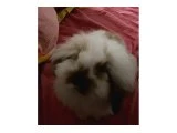 Hollanda Lop Tavşan - 2