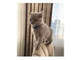 Lilac rengi british shorthair kedi - 3