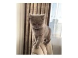Lilac rengi british shorthair kedi
