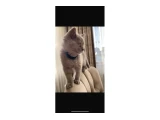 Lilac rengi british shorthair kedi - 2