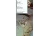 1 .5 yaşında uysal brish blue sahiplendirilcektir - British Shorthair