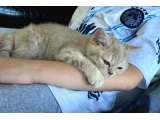 Ücretsiz minik bir cana yuva aranıyor - British Shorthair - Ankara