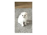 Acil 2 aylık Scottish Fold Yavrular uygun puanlı Pendik - 5
