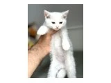 Acil 2 aylık Scottish Fold Yavrular uygun puanlı Pendik - 3