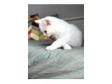 Acil 2 aylık Scottish Fold Yavrular uygun puanlı Pendik - 4