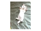 Acil 2 aylık Scottish Fold Yavrular uygun puanlı Pendik