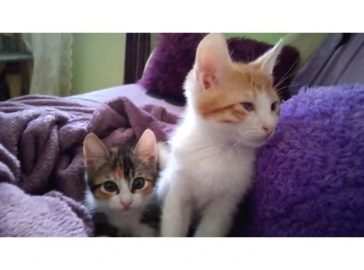 Tekir Kedi Yavru