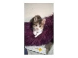 Tekir Kedi Yavru - 3