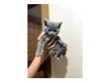 Bebeklerimiz yeni yuvalarını arıyor - British Shorthair