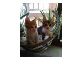 Tekir Kedi Yavru - 2