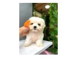 ORJİNAL MALTESE BEBEKLERİ - Köpek