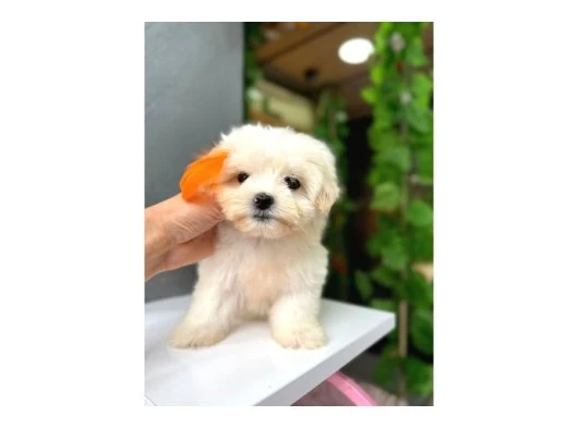 ORJİNAL MALTESE BEBEKLERİ 