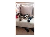 4 aylik yavru kediler - 1