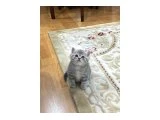 Minikler Yeni Ailelerini Arıyor (Karne hediyesi) - British Shorthair