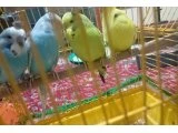 Yavru muhabbet kuşlari ele alışık - Muhabbet Kuşu
