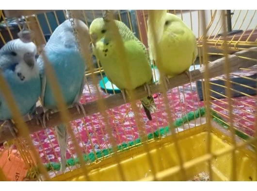 Yavru muhabbet kuşlari ele alışık 