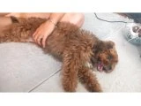 Maltipo yavrum - Maltipoo