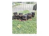 A screli Yavrular Macar Koca kafa küt burun - Köpek