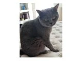 Brithis shorthair - British Shorthair - İzmir