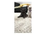 British Shorthair Blue Point 1,5 Aylık Gri Beyaz Lila Yavru Kedi - 2