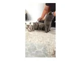 British Shorthair Blue Point 1,5 Aylık Gri Beyaz Lila Yavru Kedi - 1