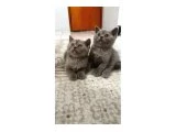 British Shorthair Blue Point 1,5 Aylık Gri Beyaz Lila Yavru Kedi - 3