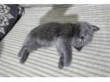 British Shorthair 2 aylık yavrularımız - 2