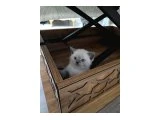 British Shorthair 2 aylık yavrularımız - 3