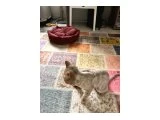 1 yaşında british shorthair lilac iç dış parazitini yeni yapıldı yanında 4 kiloluk royal cainin mamada verilecek - 3