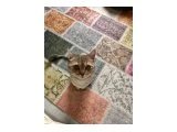 1 yaşında british shorthair lilac iç dış parazitini yeni yapıldı yanında 4 kiloluk royal cainin mamada verilecek - 2