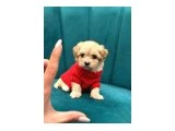POODLE AYARINDA MALTİPO - Maltipoo