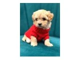 POODLE AYARINDA MALTİPO - 2