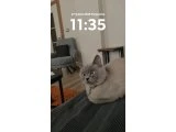 British dişi kedi - 2