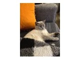 British dişi kedi - 3