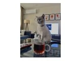 British dişi kedi - 1