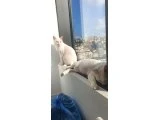 8 Yaşında 2 kardeş Ankara Kedisi - 3