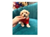 POODLE AYARINDA MALTİPO - 3